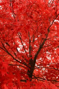 Dazzling red maple leaves on a tree during fall in Ottawa, Canada.